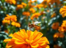 understanding the marigold fruit fly and its ecological impact python 1757214565